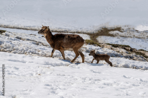 Fototapeta Naklejka Na Ścianę i Meble -  a mouflon mother with his fawn on a sunny spring day