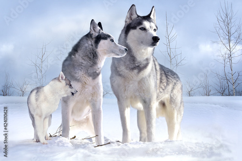 family of gray fluffy beautiful strong predators  owners of snow-covered spaces  against the background of a winter landscape 