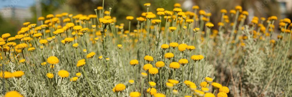 Tansy blooms with a yellow carpet decorating the lawns. Tansy blooms with a yellow carpet decorating the lawns.