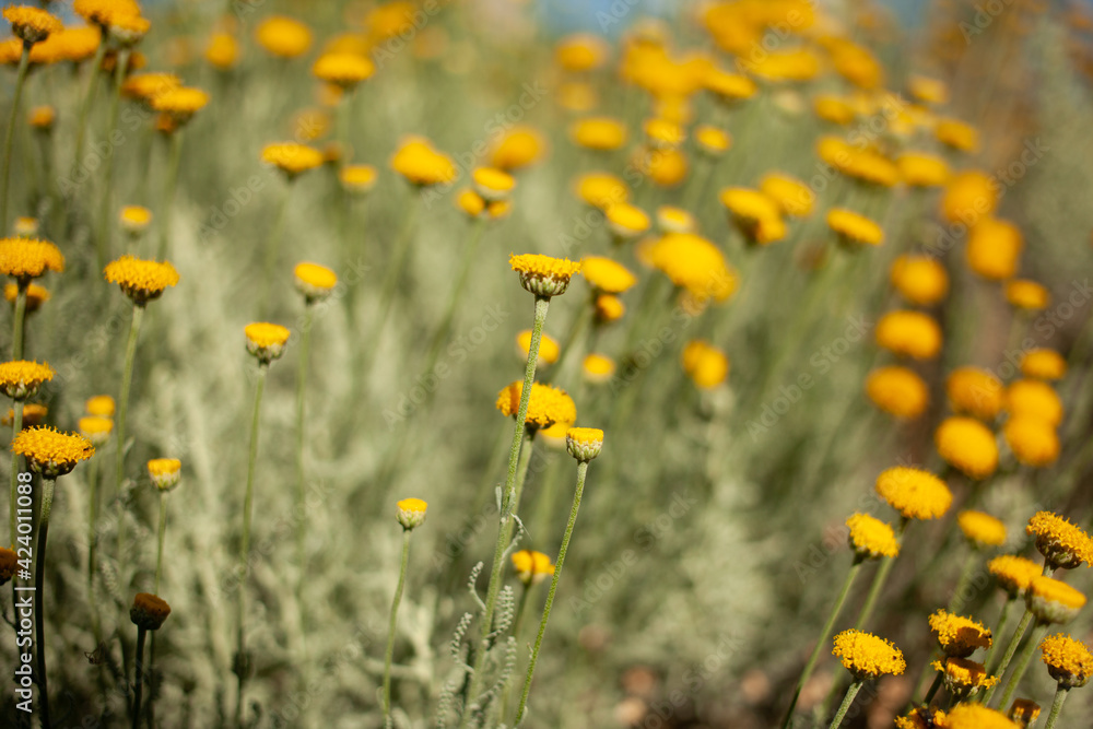 Obraz premium Tansy blooms with a yellow carpet decorating the lawns.