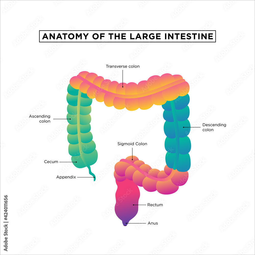 digestive system, colon and small intestine. Medical Education Chart of ...