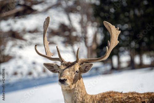 a white fallow deer in the sun on a spring day © Chamois huntress