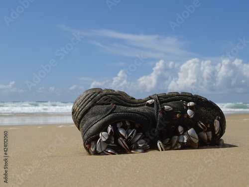 old shoe washed ashore laced with mussels