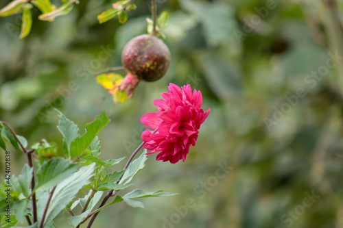 natural pink dahlia pinnata flower photo