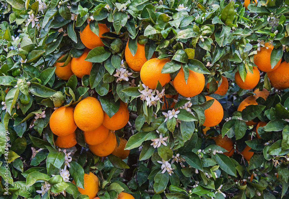 Close up of ripe oranges on branch Close up of ripe oranges on branch