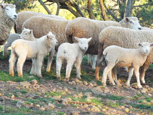 Rebanho de ovelhas brancas no campo, natureza. 