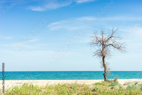 old dry bare tree grow on the sea beach in summer day