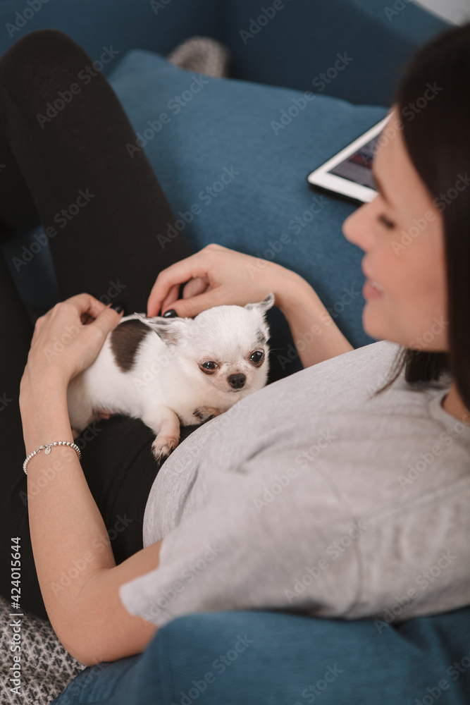 Vertical shot of a cute small chihuahua dog lying on her owner Vertical shot of a cute small chihuahua dog lying on her owner