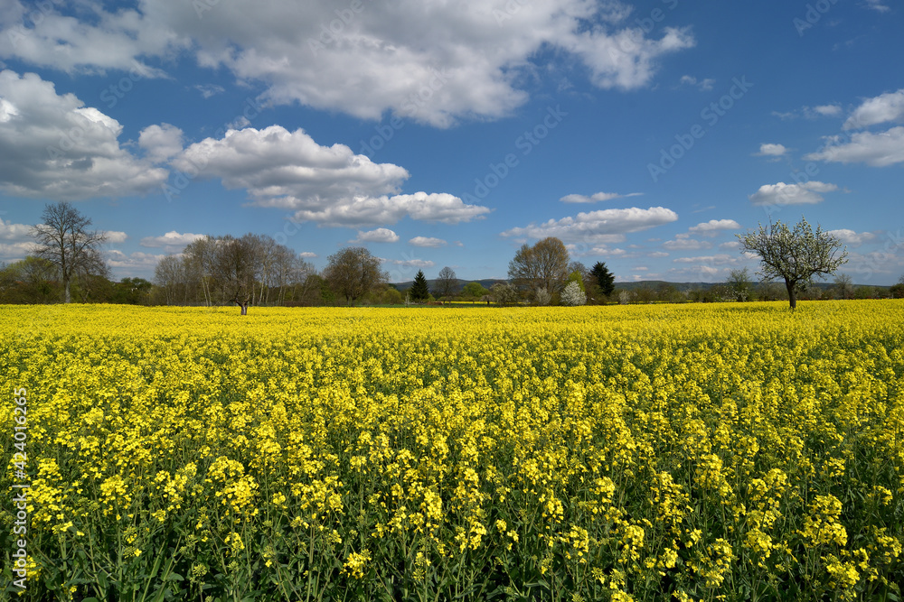 Ein blühendes Rapsfeld im Frühling