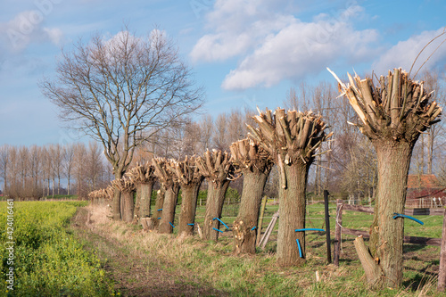 A row of freshly pruned willow trees photo