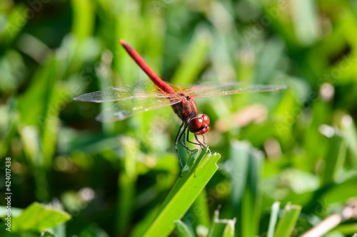 A beautiful red dragon fly on leaf