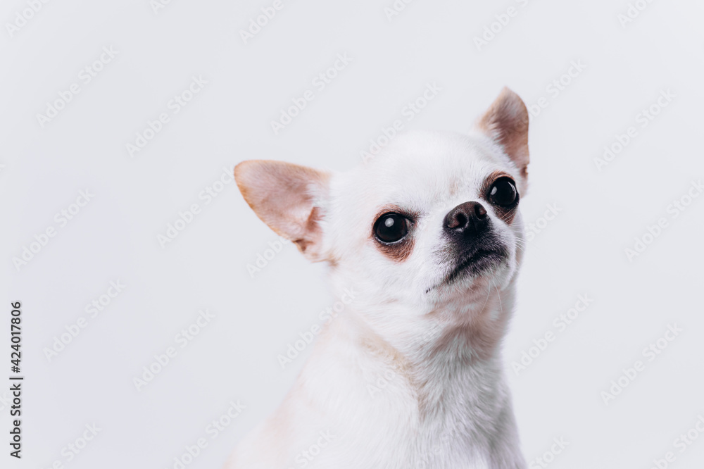 Portrait of chihuahua. A dog is a friend.