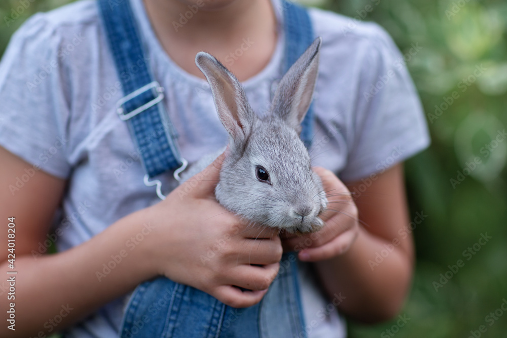 rabbit in hands rabbit in hands