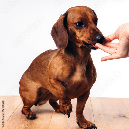 Training and caring for a dachshund dog on a white isolated background.