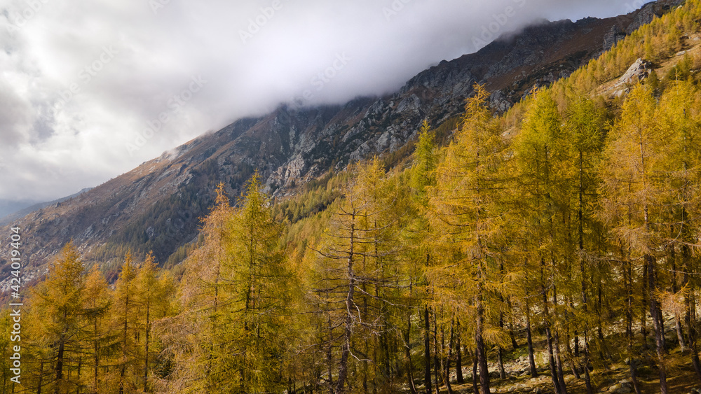 aerial drone shot of alpine forest in autumn on a cloudy day. beautiful autumnal colors with mountain and clouds in the background. italian alps, europe.