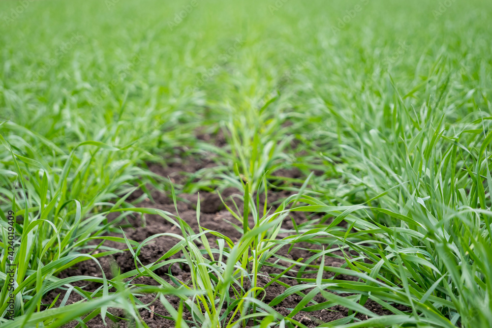 Green field with sprouts of winter wheat, autumn landscape. Green field with sprouts of winter wheat, autumn landscape.