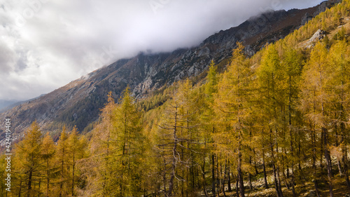 aerial drone shot of alpine forest in autumn on a cloudy day. beautiful autumnal colors with mountain and clouds in the background. italian alps, europe. © Andrea