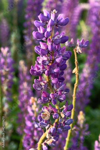 Blooming lupine on a summer field