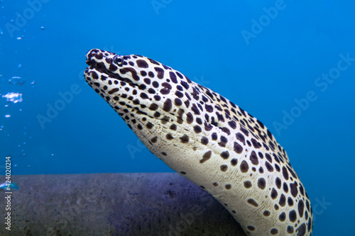 Fototapeta Naklejka Na Ścianę i Meble -  The Moray eel fish is swimming in water