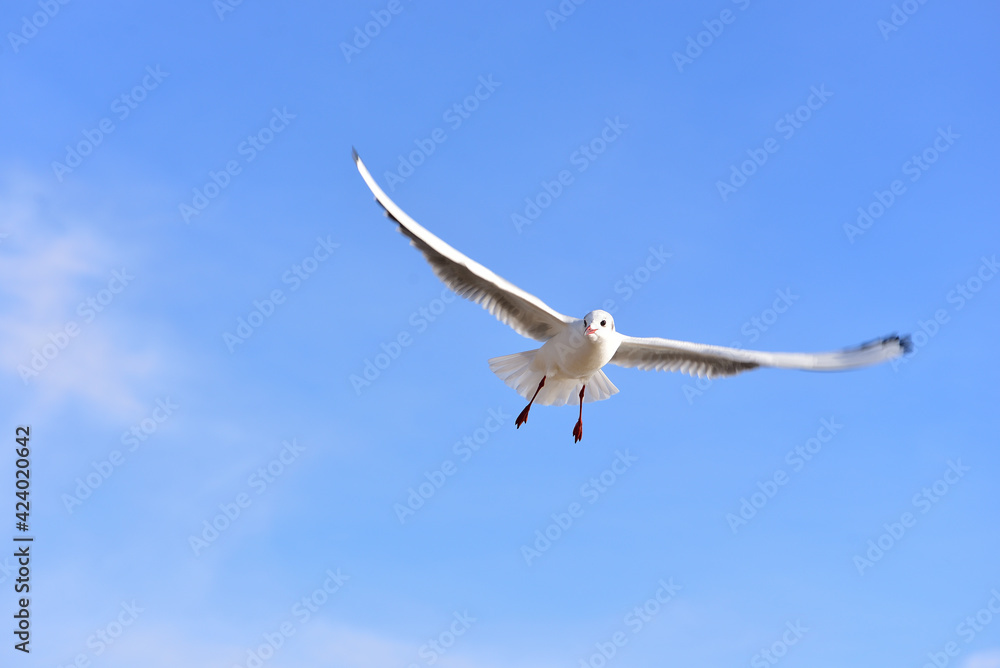 A seagull, spreading its wings wide, smoothly and calmly glides in a blue sky with light cirrus clouds A seagull, spreading its wings wide, smoothly and calmly glides in a blue sky with light cirrus clouds