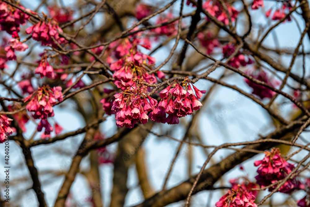 林業試験場樹木公園の寒緋桜 林業試験場樹木公園の寒緋桜