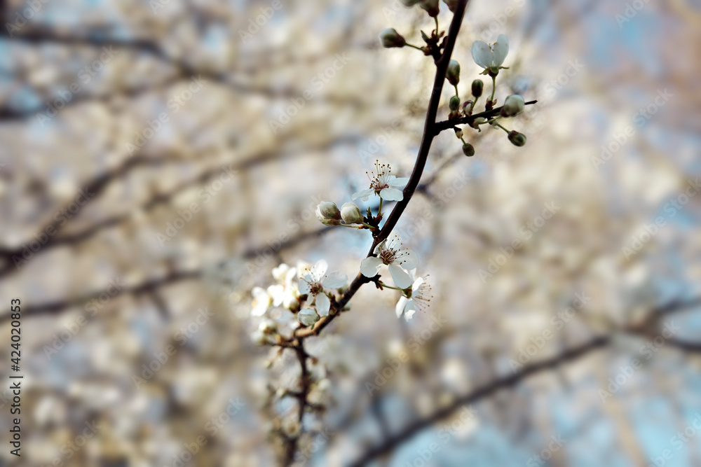 Selective focus on blooming tree branch. Close up Selective focus on blooming tree branch. Close up