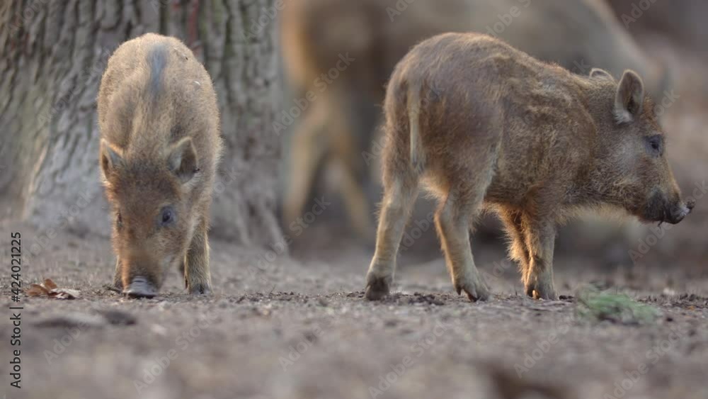 Closeup young wild boars Sus scrofa calm piggy looking for nutriment in deep wood. Wildlife tranquil scene of long furry animals. Strong nose and well smell sense to search food in omnivorous mammal. Closeup young wild boars Sus scrofa calm piggy looking for nutriment in deep wood. Wildlife tranquil scene of long furry animals. Strong nose and well smell sense to search food in omnivorous mammal.