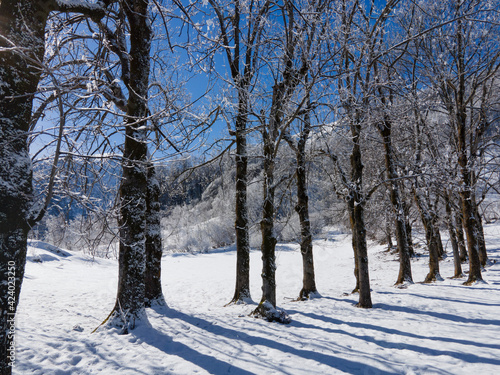bare row of trees in natural snowy mountain environment in winter © Andrea