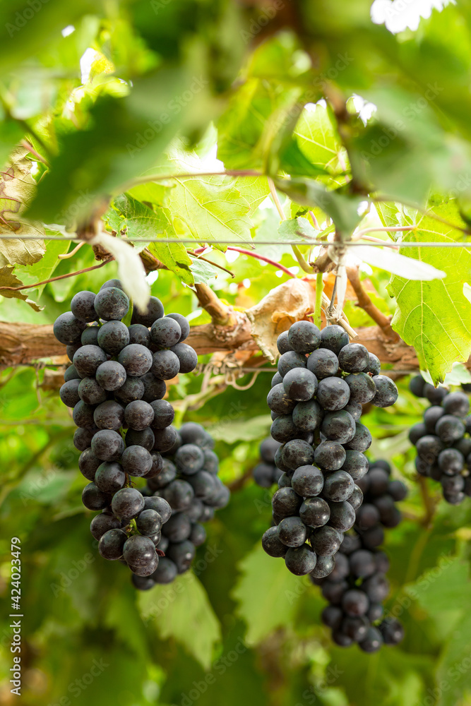 grapes on vine 