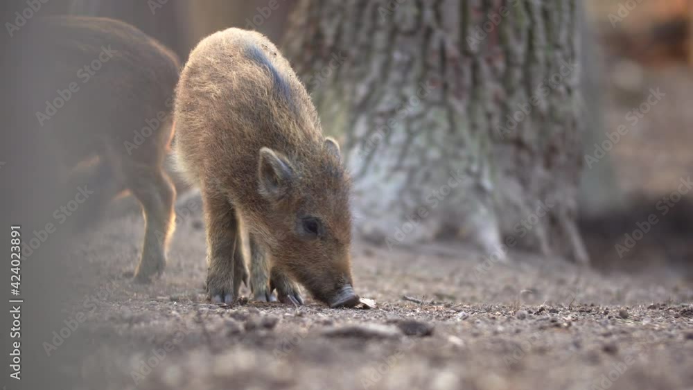 Closeup young wild boars Sus scrofa calm piggy looking for nutriment in deep wood. Wildlife tranquil scene of long furry animals. Strong nose and well smell sense to search food in omnivorous mammal. Closeup young wild boars Sus scrofa calm piggy looking for nutriment in deep wood. Wildlife tranquil scene of long furry animals. Strong nose and well smell sense to search food in omnivorous mammal.