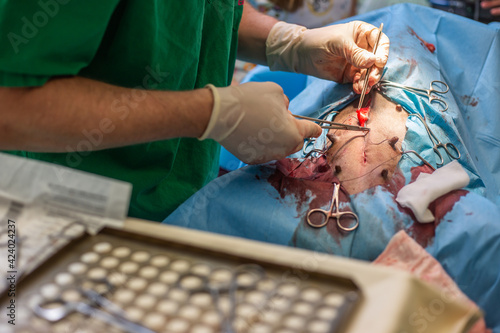 Process of neutering or castration of a female dog in a vet clinic, veterinary concept photo