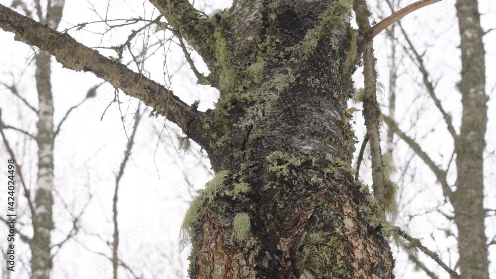 The big chaga mushroom or Inonotus obliquus on the tree trunk in the forest