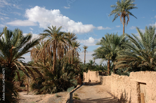 Palm grove of  Figuig in Morocco photo