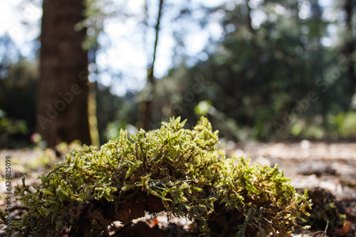 Musgo en el bosque 