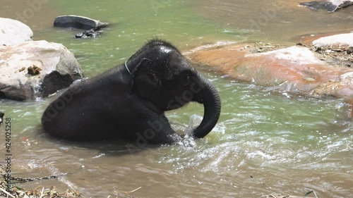 Elephants playing in the water photo