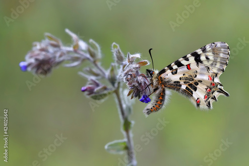 Forest festoon butterfly (Zerynthia cerisyi)