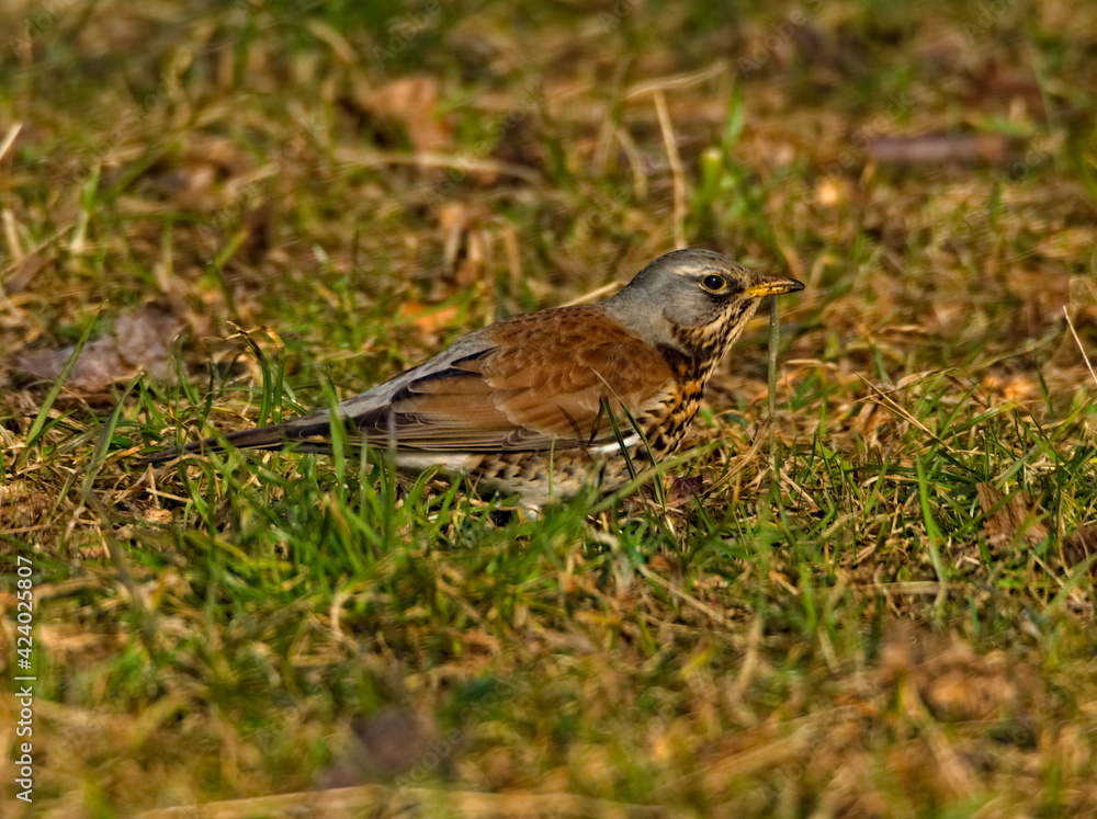 The fieldfare (Turdus pilaris)in the park. The fieldfare (Turdus pilaris)in the park.