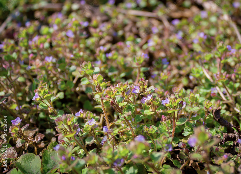 spring background of wild little flowers spring background of wild little flowers