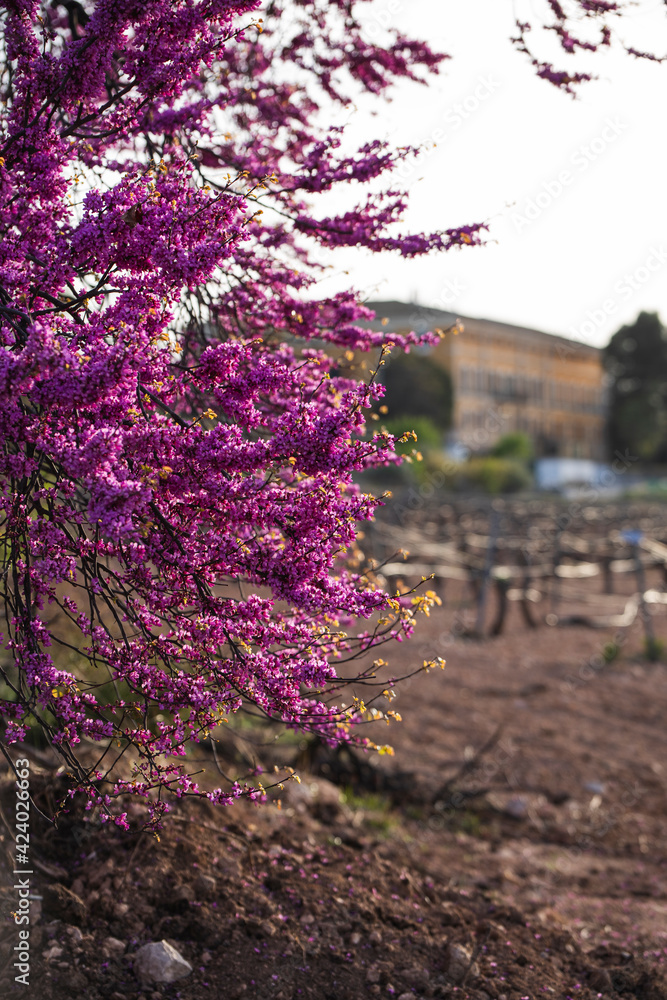 Obraz premium Landscape of trees with pink flowers in a sunset of the tree