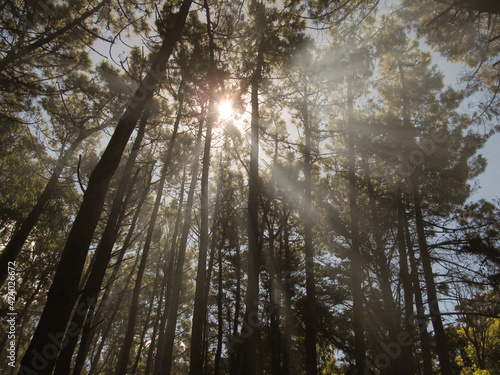 Sun rays pouring light through the trees in the forest