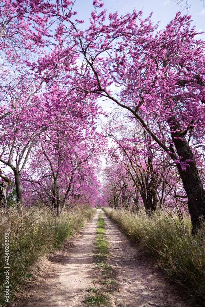 Landscape of trees with pink flowers in a sunset of the tree Landscape of trees with pink flowers in a sunset of the tree