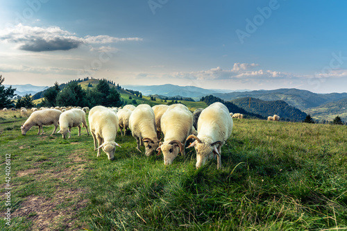 Fototapeta Naklejka Na Ścianę i Meble -  Pienińskie krajobrazy, wypas owiec na zboczach Wysokiego Wierchu.