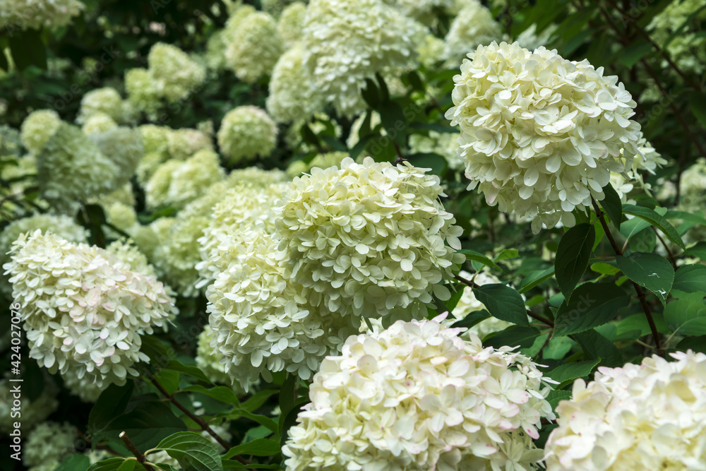 White hydrangea flowering bushes in the garden in daylight, large, high and dense hydrangea plants with blossoms in summertime in the garden, close up nature details White hydrangea flowering bushes in the garden in daylight, large, high and dense hydrangea plants with blossoms in summertime in the garden, close up nature details