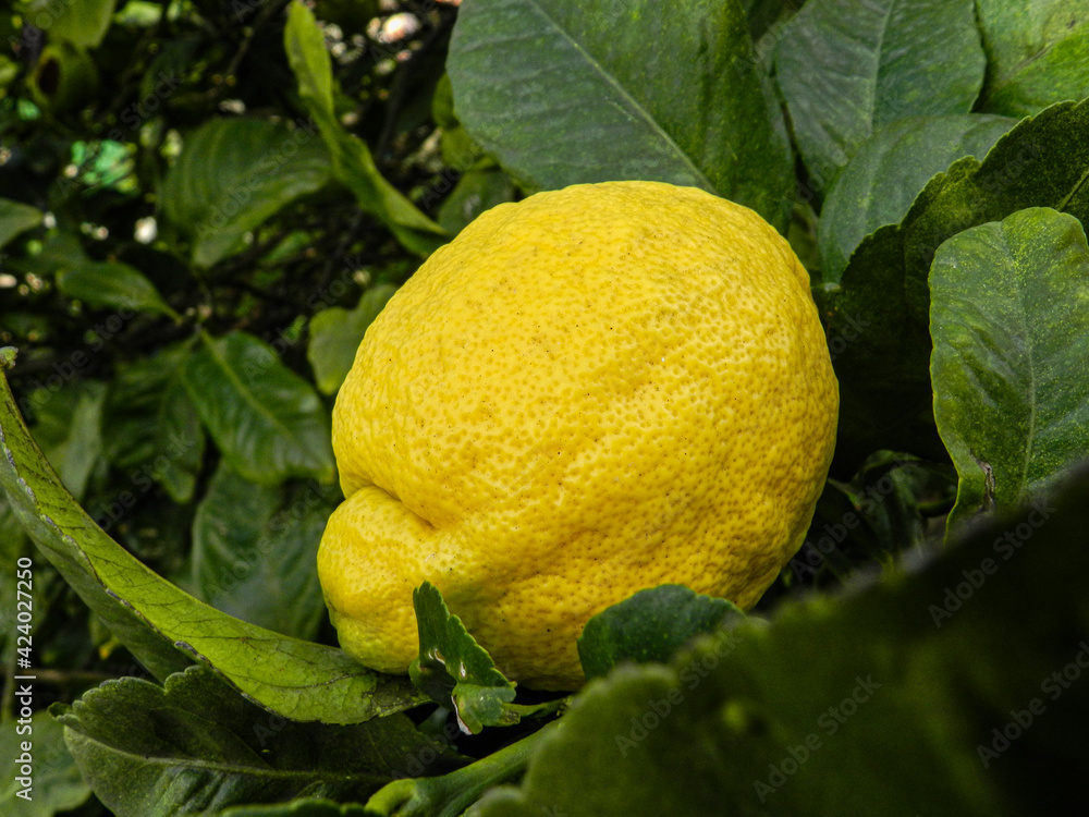 Lemon fruit ready to harvest