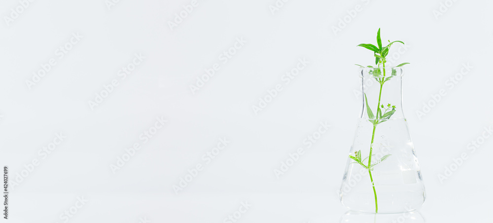 Test tubes and other laboratory glassware with different plants on white background,Green fresh plant in glass test tube in laboratory on white background. Close up macro. Test tubes and other laboratory glassware with different plants on white background,Green fresh plant in glass test tube in laboratory on white background. Close up macro.