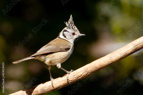 Crested tit (Lophophanes cristatus) perched on a branch with green background