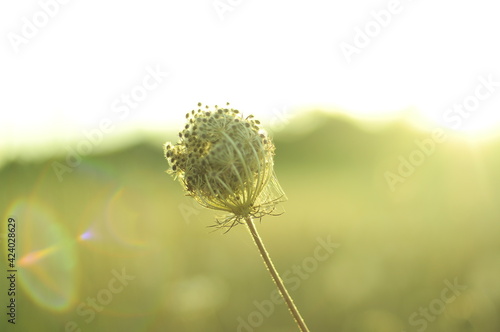 Dry plant in sunlight photo