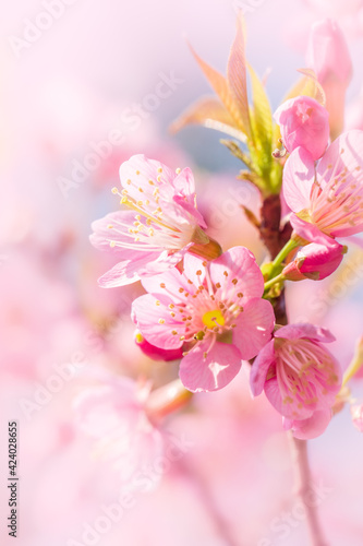 Branch of Prunus Kanzan cherry. Pink double flowers and green leaves in the blue sky background, close up. Prunus serrulata, flowering tree, called as Kwanzan, Sekiyama cherry, Japanese cherry, Sakura © banjongseal324