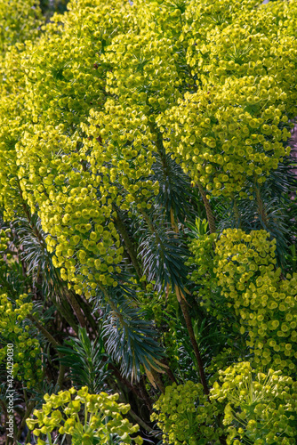 Euphorbia characias flower blossoms in spring