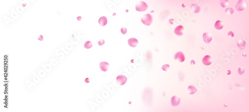 Rose Petals Falling Confetti. Falling Japanese Rose Cherry Sakura © graficanto